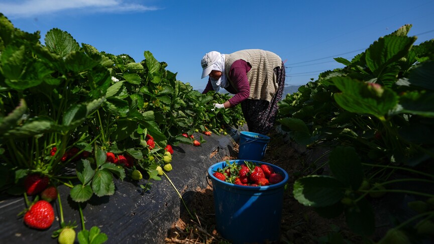 Bakan Yumaklı'dan 1,4 Milyar Lira Tarımsal Destek Açıklaması