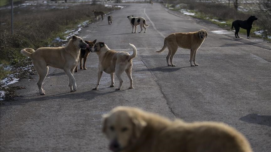 Şanlıurfa'da Sahipsiz Köpek Saldırısı: Bir Kişi Yaralandı