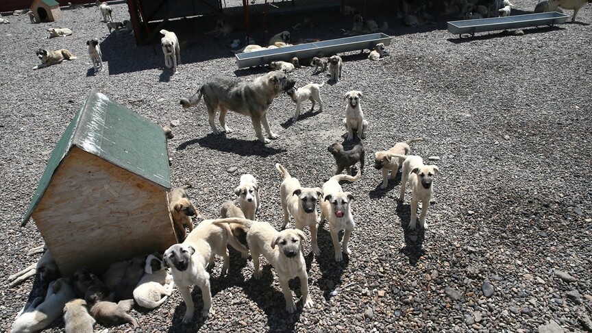 Muş'ta 4 Bin Sahipsiz Köpek Barınakta Koruma Altında