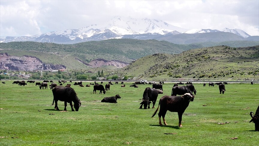 Erciyes'te Manda Sayısı Devlet Destekleriyle Arttı