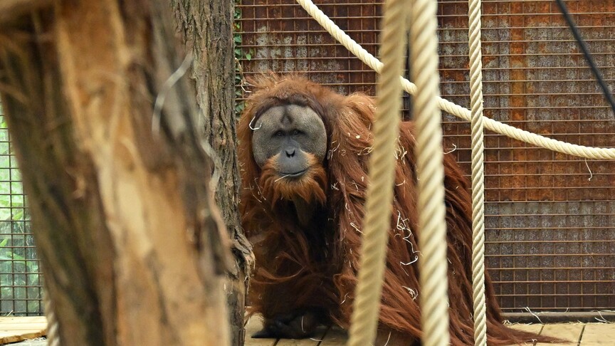 Endonezya'daki Yağışlar, Tapanuli Orangutanlarını Tehdit Ediyor