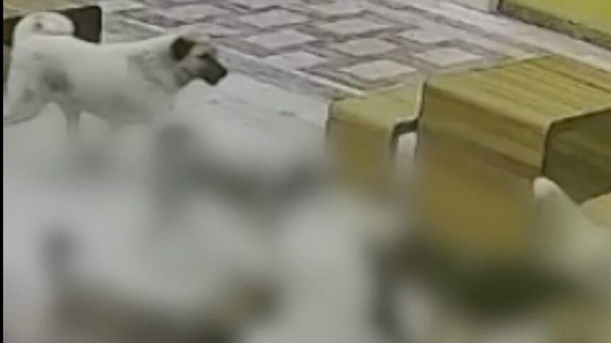 Hatay'da Sahipsiz Köpeklerin Kedilere Saldırısı Kaydedildi
