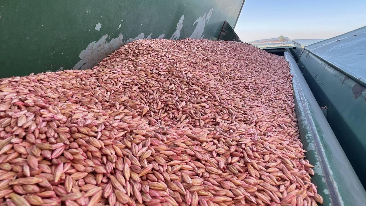Türkiye 211 Ülkeye 4,8 Milyar Dolarlık Hububat İhraç Etti