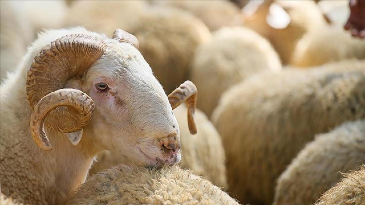 Kurban Bayramı Deri Sektörüne 800 Milyon Dolarlık Katkı