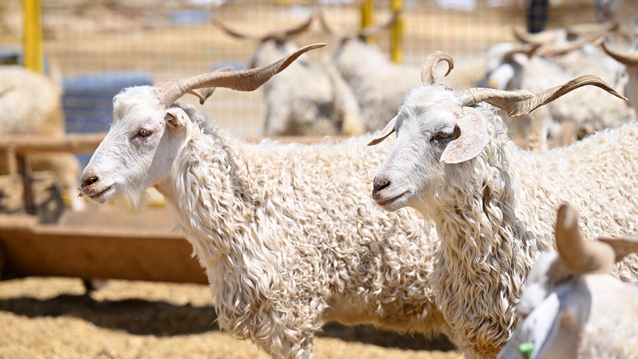 Kurban Bayramı'nda ESK, Satılmayan Kurbanlıkları Alacak