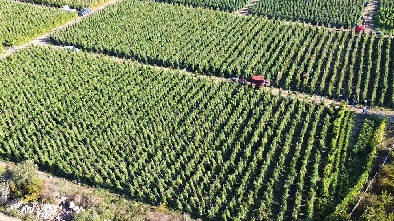 Çiftçilere 165 Milyon Liralık Destek Ödemesi Yapılacak