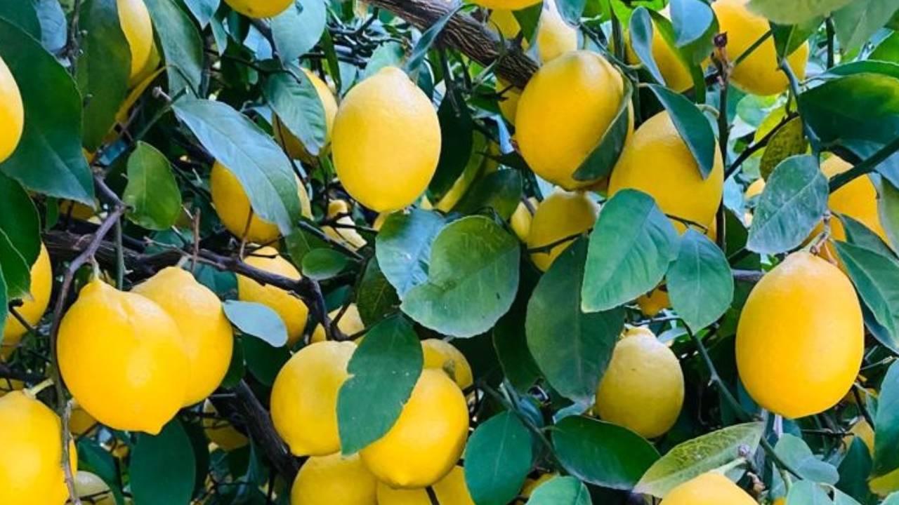 Türkiye'nin Limon İhracatı Yüzde 18 Arttı