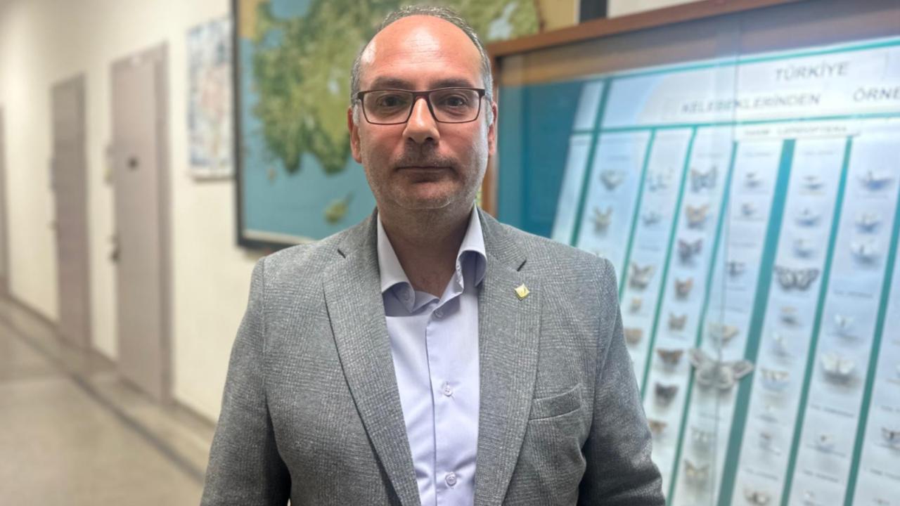İstanbul'da Çam Kese Tırtılları Alerji Sorunları Yarattı