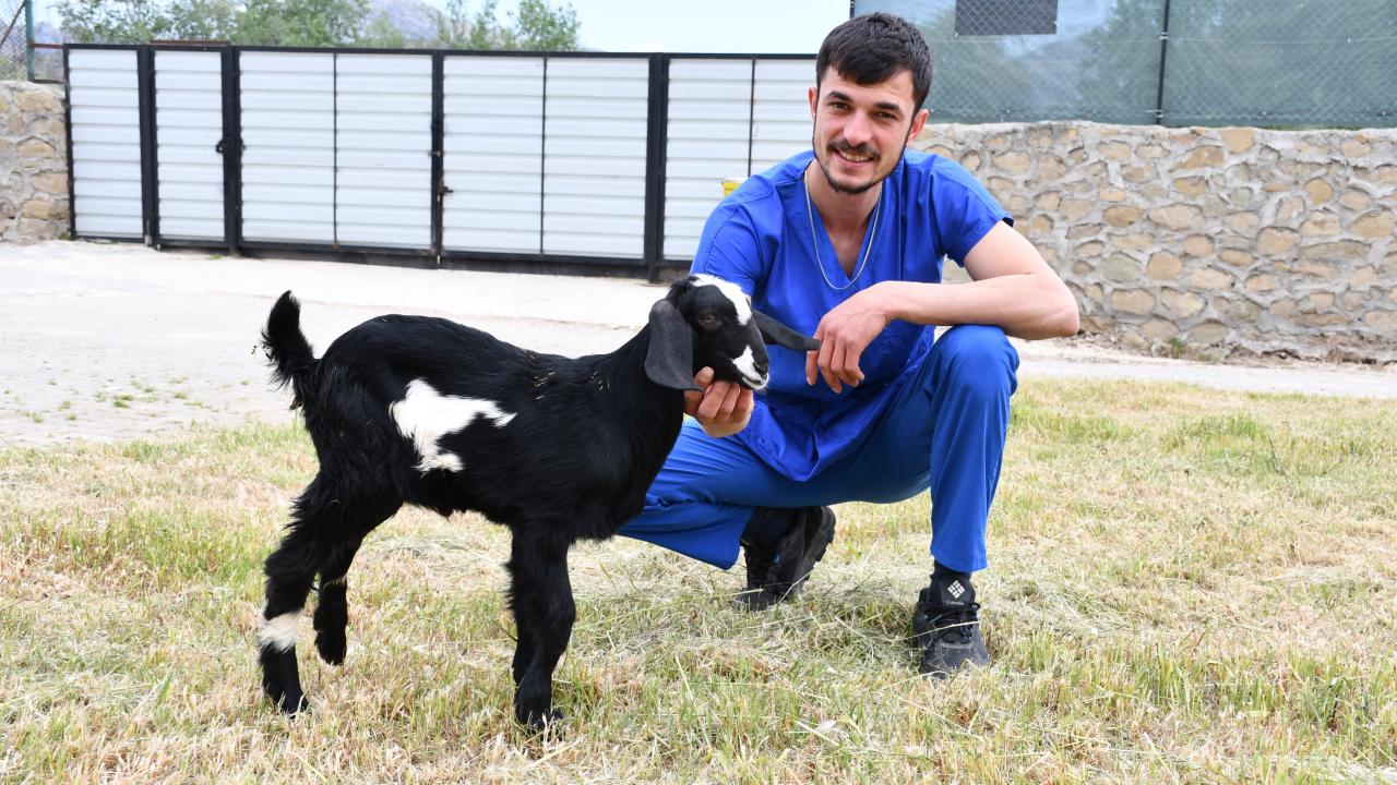 Yamaçtan Düşen Oğlak Zeytin Yeniden Ayağa Kalktı